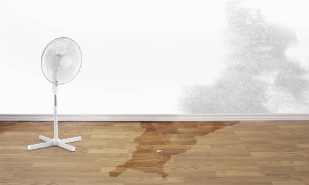 Best Mold removal after water damage  in Rosedale, WA