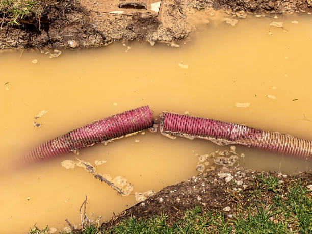 Best Water damage cleanup near me  in Rosedale, WA